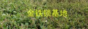 獨(dú)定子增產(chǎn)營(yíng)養(yǎng)肥#金鐵鎖植物蛋白酚批發(fā)