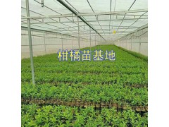 云南冰糖橙苗批發：玉溪錦紅冰糖橙苗&錦蜜冰糖橙苗圖3