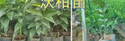 玉溪沃柑苗#無核沃柑苗繁育基地—云南沃柑苗銷售