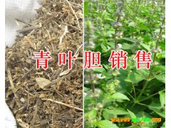 云南青葉膽價格多少? 云南彌勒青葉膽草藥哪里有賣?圖3