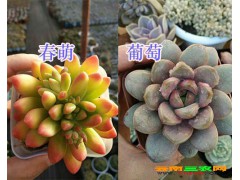 昆明多肉植物-春萌/葡萄出售*云南多肉植物供應圖3