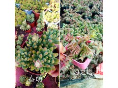 昆明哪里多肉植物多、質量好？—肖家營村姐妹園藝多肉大棚基地圖2