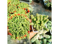 昆明多肉植物自產自銷：高沙之翁-虹之玉#果凍乙女心-唐印圖2