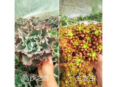 昆明多肉植物自產自銷：高沙之翁-虹之玉#果凍乙女心-唐印圖3