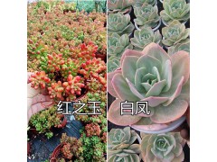 好看的韓國多肉植物/昆明多肉銷售：紅葉季多肉-火季/紅之林圖2