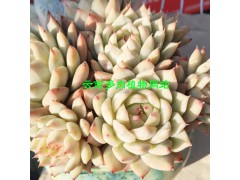 多肉植物怎么養更好_多肉植物缺水會怎么樣？圖2