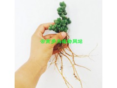 |多肉植物怎么養(yǎng)更好|多肉植物缺水會怎么樣?[權(quán)威認證]圖2