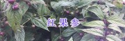 紅果參（蜘蛛果）圖片-紅果參產地/云南紅果參種植基地