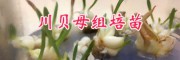 川貝母價格-規格#云南川貝母種苗人工繁育