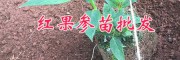 紅果參是什么？紅果參上市時間—批發紅果參克隆苗