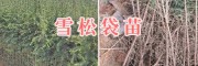 云南雪松苗批發：雪松地袋苗4-4.5m/7m雪松樹