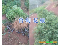 云南麗江九葉青花椒苗供應基地圖2