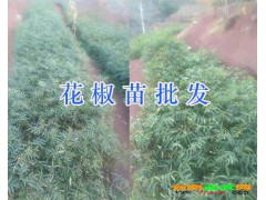 云南麗江九葉青花椒苗供應基地圖3