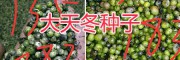 天門冬種植方法—麗江大天冬種苗-13578350904