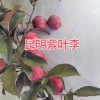 昆明紫葉李銷售：云南農莊-