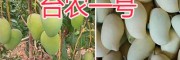 云南臺農1號芒果-臺農一號價格-保山芒果基地供應