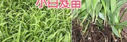 云南三叉白芨-三叉白芨苗批發|