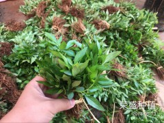 昆明哪里有青花椒苗？_青花椒苗廠家批發[免費技術指導]圖2