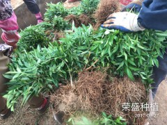 昆明哪里有青花椒苗？_青花椒苗廠家批發[免費技術指導]圖3