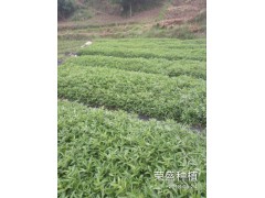 文山哪里有青花椒苗？_青花椒苗廠家批發[免費技術指導]圖1