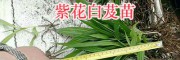 曲靖白芨苗銷售：會澤紫花三叉白芨苗