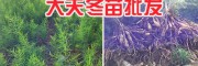 麗江天冬種植品種、高產天冬苗供應