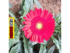 云南花卉苗木批發市場_云南香檳花種植基地圖3