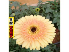 云南花卉香檳/紫靈/醉紫/大雪桔花語大全_TEL:13769181546圖2