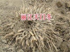 麗江天門冬種植合作社-永勝天冬苗批發(fā)圖2