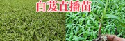 曲靖哪有寬葉紫花白芨苗？會澤白芨苗種植批發