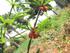 黃精專用除草劑_黃精除草用什么除草劑？圖2