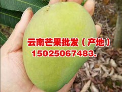 昆明芒果供應批發：金煌芒果、臺農1號、鷹嘴芒果、圣德龍圖3