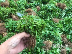 水富縣哪里有花椒苗_昭通市昭陽區榮盛種植專業合作社圖3