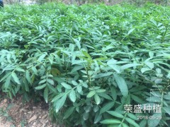 大關縣哪里有花椒苗[免費技術指導]_榮盛種植[權威認證]圖1