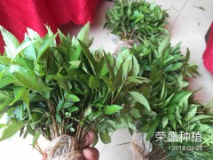 大關縣哪里有花椒苗[免費技術指導]_榮盛種植[權威認證]圖3