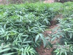 麗江市哪里有花椒苗[免費技術(shù)指導]_榮盛種植[權(quán)威認證]圖2