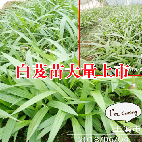 白芨什么時候施肥比較好?[白芨咨詢專家]