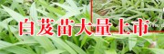 云南白芨種苗 |云南省白芨苗批發廠家[免費技術指導]