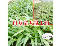 三叉白芨苗_白芨苗底價格圖2