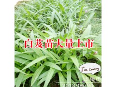 三叉白芨苗_白芨苗底價格圖3