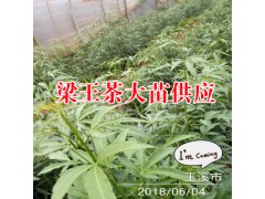 梁王茶有哪些藥用價值?_梁王茶種子種殖?圖2