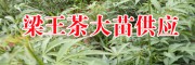 云南有梁王茶樹苗嗎?_梁王茶苗生產廠家[免費技術指導]