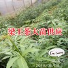 梁王茶有哪些藥用價值?_梁王茶種子種殖