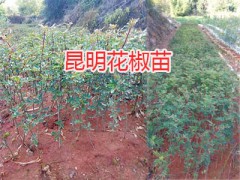 云南昆明板栗苗-大紅袍花椒苗、桃苗供應(yīng)圖2