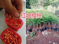 云南紅妃櫻桃苗-昆明紅妃櫻桃苗、安寧嫁接櫻桃苗批發圖3