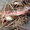 重樓根莖種植技術(shù)方法與事項(xiàng)？