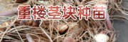 重樓一畝地能賺多少錢?重樓種植成本及利潤分析表