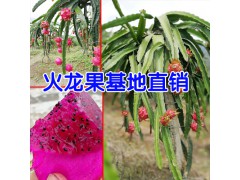 火龍果種植技術_火龍果種植方法圖3