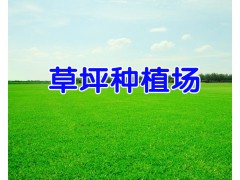 昆明草坪批發/冬季混播草坪圖片@安寧草坪基地圖2