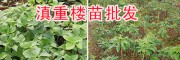 七葉一枝花種苗價(jià)格-云南滇重樓苗產(chǎn)地價(jià)格表